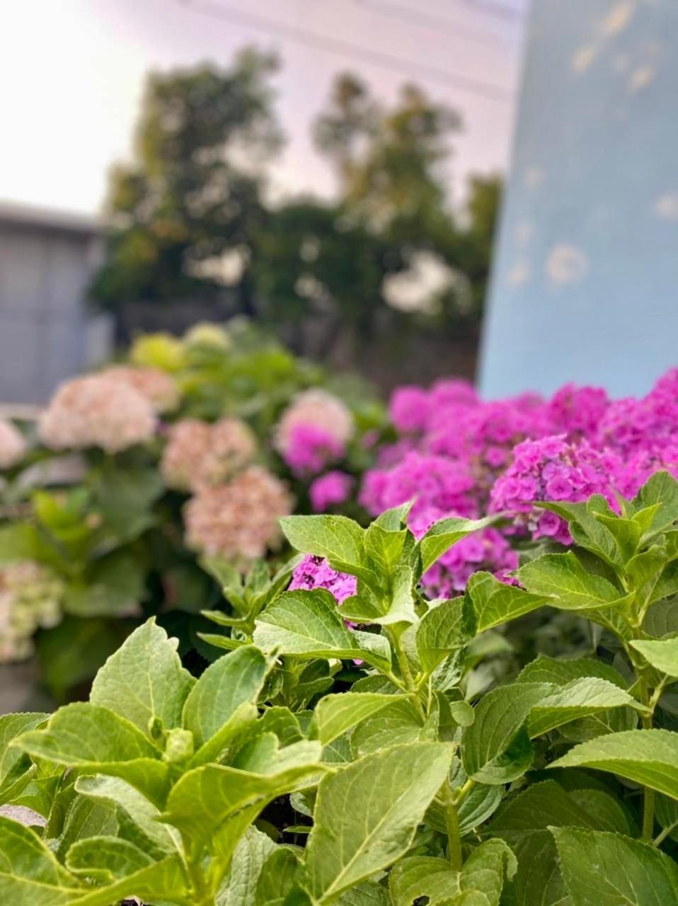 Mia Guest House - Entire Home With Balcony & Garden Divjake Ngoại thất bức ảnh